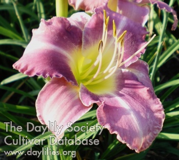 Daylily Chicago Cattleya